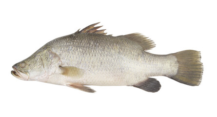 Big barramundi fish isolated on white background	