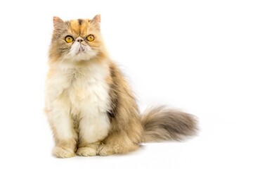 Lolita, Persian cat with yellow eyes sitting and isolated on white background..