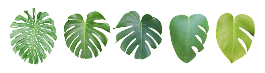 Set collection monstera plant leaves, the tropical evergreen vine isolated on white background, clipping path included