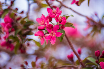 pink blossom in spring