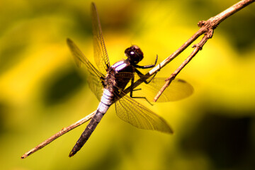 Dragonfly