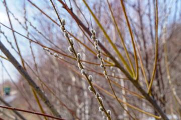 spring willow, flowering in the Far East of Russia, palm sunday, branches against the blue sky, the background is calm
                               