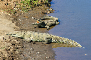 crocodiles in the mud in Costa Rica 