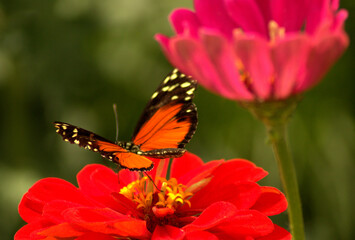 Fototapeta na wymiar Beautiful Butterfly
