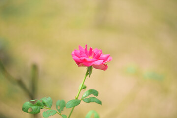 Close up rose flowers in nature.