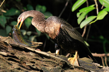 anhinga snake bird or heron with fish 