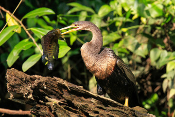 anhinga snake bird or heron with fish 