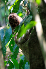 a sloth in a tree  © Erica Ruth