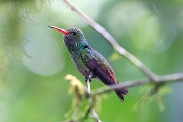 Fototapeta na wymiar hummingbird perched on branch 