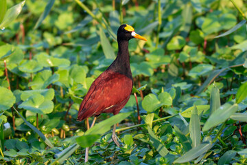 northern jacana bird 