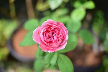 Close up rose flowers in nature.