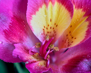 Alstroemeria flower growing on yellow background