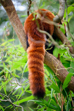 Ailurus Fulgens - Red Panda Tail On A Branch.