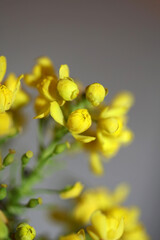 Yellow flower blossom Berberis aquifolium family berberidaceae close up background modern high quality big size prints