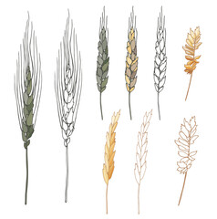 Drawn ears of field grasses. Images of meadow grass. Vector botanical illustration. Summer season
