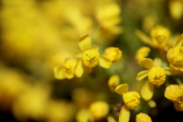 Obraz premium Yellow flower blossom Berberis aquifolium family berberidaceae close up background modern high quality big size prints