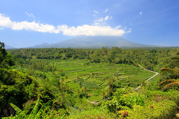 rice fields of Bali 
