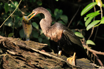 anhinga snake bird or heron with fish 