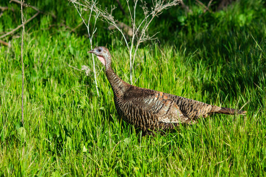 A female wild turkey is walking in Fremont Central Park. Wildlife photography. 