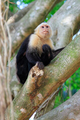 capuchin monkey on tree