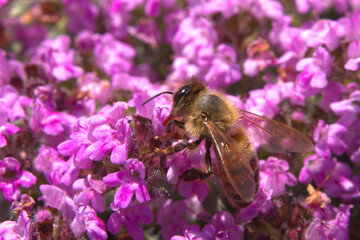 Lavender Honey Bee