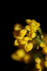 Yellow flower blossom Berberis aquifolium family berberidaceae close up background modern high quality big size prints