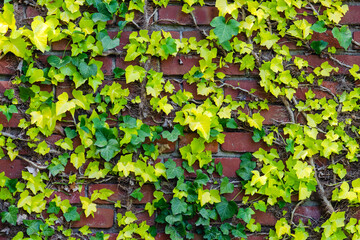 Hedera helix leaves on a stone wall