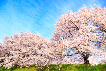  pink cherry blossoms