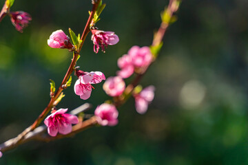 Fototapeta premium Blooming cherry branch in spring time