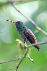 Fototapeta premium hummingbird perched on a branch