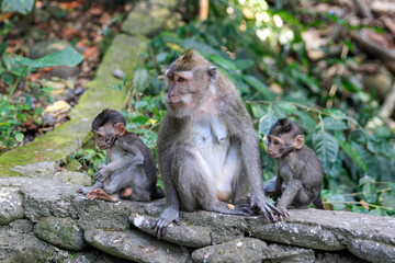 mother and baby monkey at monkey temple