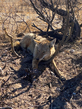 Fur Trapper traps coyote in the desert.