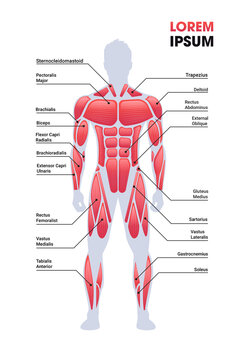 male muscular system board human body structure muscle map full length vertical copy space