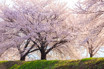  pink cherry blossoms