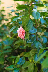 Close up of pink camellia flower head ( Japonica Camelia) on a lush green bush in the garden, vertical banner