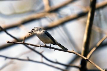 Blue-gray Gnatcatcher Polioptila caerulea sitting on branch in sun singing with beak open
