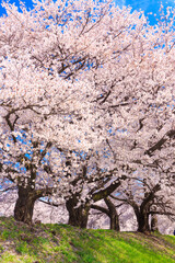 Fototapeta premium pink cherry blossoms