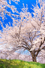  pink cherry blossoms