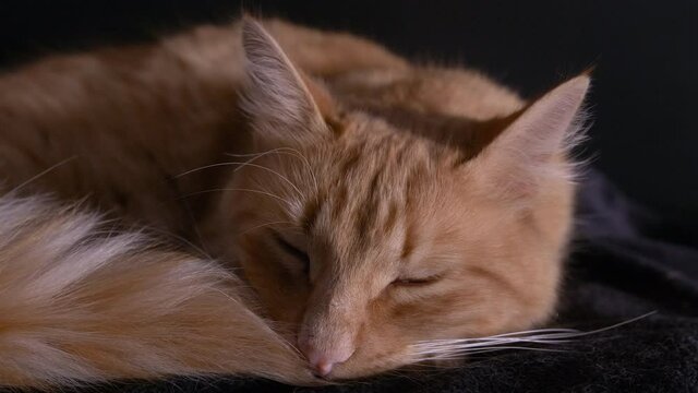 Cat sleeping in bed. 4K slow motion with black background.
