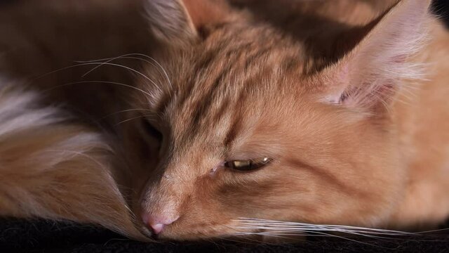 Close up side view of cat lying in bed. 4K slow motion with black background.
