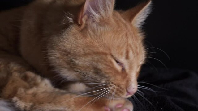 Close up ginger cat washing himself. 4k slow motion black background