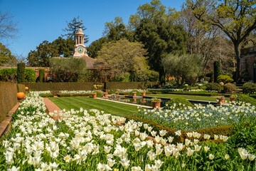 Beautiful view of the garden with white tulips and the clock tower, Filoli Garden