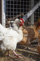 White and red chickens for a walk in early spring on a home farm.