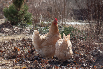 White and red chickens for a walk in early spring on a home farm.