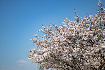 満開の桜と空