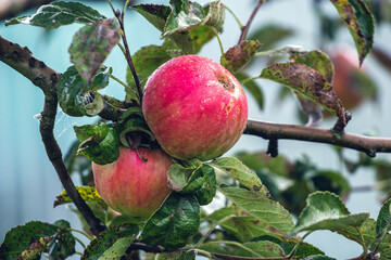 Ripe red apples in the garden on a tree in autumn