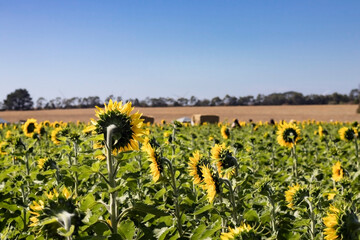 Obraz premium field of sunflowers