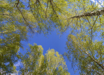 Obraz premium Spring forest on blue sky background, view up