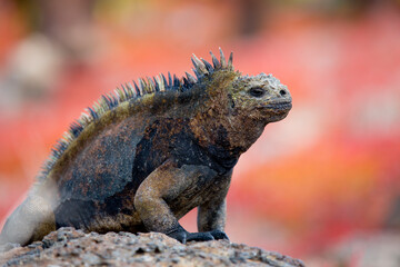 iguana over a rock in Galapagos Islands
