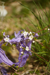 Plastic bag on branch of cherry blossom. The plastic bag thrown into the meadow. polluted the environment